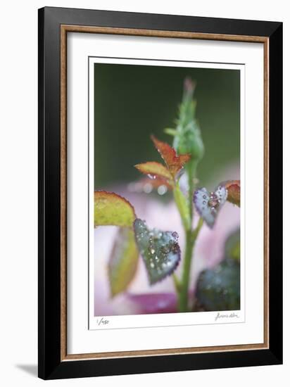 Roses 1-Florence Delva-Framed Limited Edition