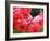 Roses 1-Ryuji Adachi-Framed Photographic Print