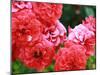 Roses 1-Ryuji Adachi-Mounted Photographic Print