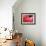 Roses 1-Ryuji Adachi-Framed Photographic Print displayed on a wall