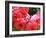 Roses 1-Ryuji Adachi-Framed Photographic Print