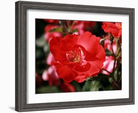 Roses 2-Ryuji Adachi-Framed Photographic Print