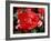 Roses 2-Ryuji Adachi-Framed Photographic Print