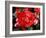 Roses 2-Ryuji Adachi-Framed Photographic Print