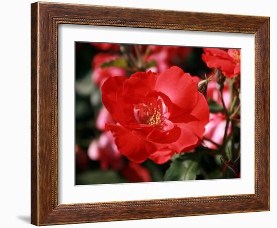 Roses 2-Ryuji Adachi-Framed Photographic Print