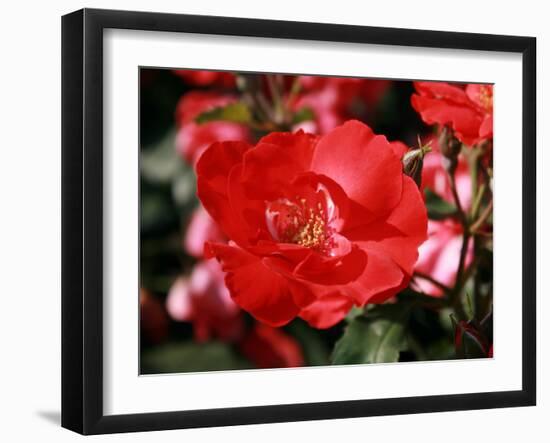 Roses 2-Ryuji Adachi-Framed Photographic Print