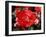 Roses 2-Ryuji Adachi-Framed Photographic Print