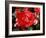 Roses 2-Ryuji Adachi-Framed Photographic Print