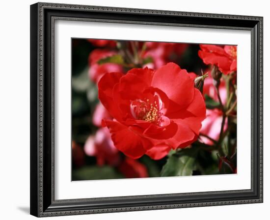 Roses 2-Ryuji Adachi-Framed Photographic Print