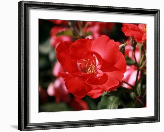 Roses 2-Ryuji Adachi-Framed Photographic Print