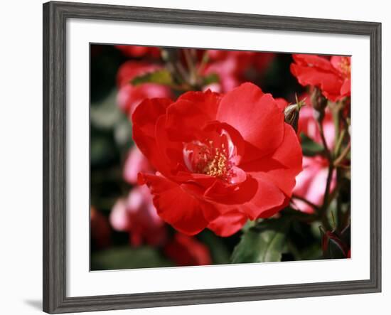 Roses 2-Ryuji Adachi-Framed Photographic Print