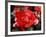 Roses 2-Ryuji Adachi-Framed Photographic Print