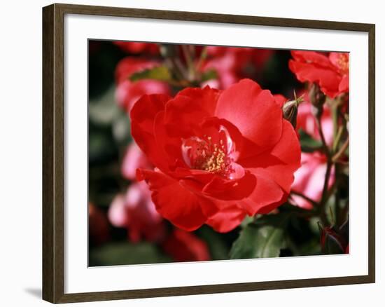 Roses 2-Ryuji Adachi-Framed Photographic Print