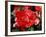 Roses 2-Ryuji Adachi-Framed Photographic Print