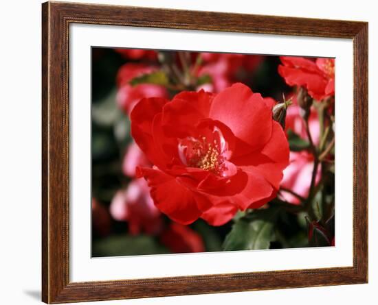 Roses 2-Ryuji Adachi-Framed Photographic Print