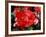 Roses 2-Ryuji Adachi-Framed Photographic Print