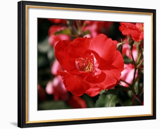 Roses 2-Ryuji Adachi-Framed Photographic Print