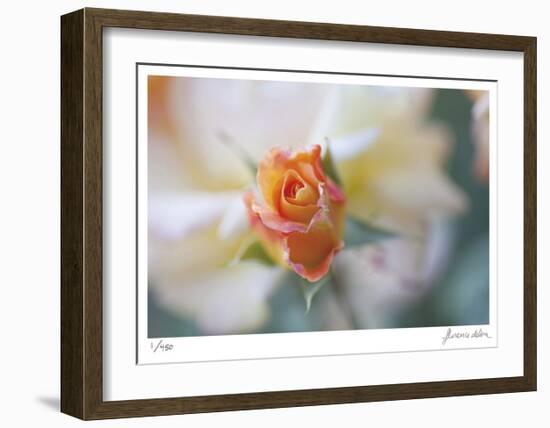 Roses 3-Florence Delva-Framed Limited Edition