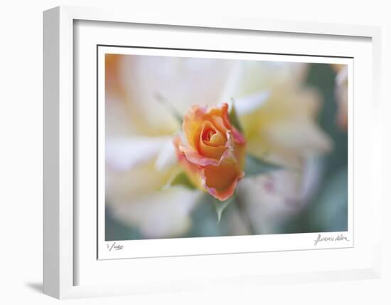 Roses 3-Florence Delva-Framed Limited Edition