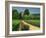 Roses and Vines in Vineyard Near Beaune, Cotes De Beaune, Burgundy, France, Europe-Michael Busselle-Framed Photographic Print