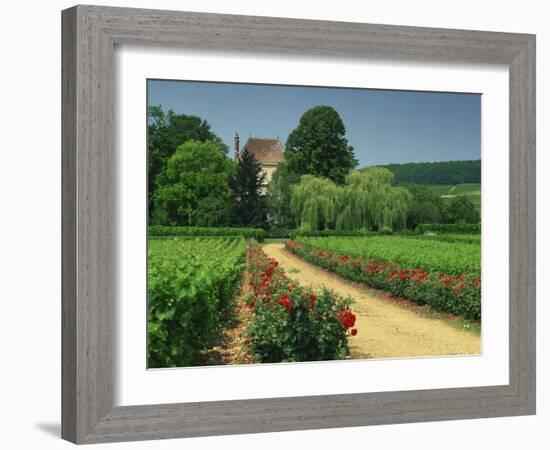 Roses and Vines in Vineyard Near Beaune, Cotes De Beaune, Burgundy, France, Europe-Michael Busselle-Framed Photographic Print