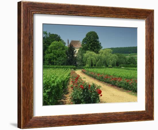 Roses and Vines in Vineyard Near Beaune, Cotes De Beaune, Burgundy, France, Europe-Michael Busselle-Framed Photographic Print