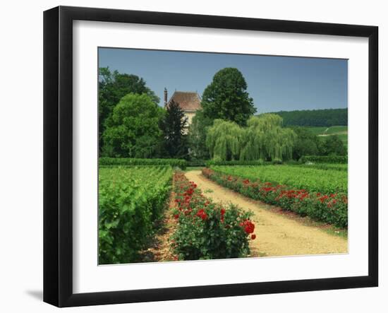 Roses and Vines in Vineyard Near Beaune, Cotes De Beaune, Burgundy, France, Europe-Michael Busselle-Framed Photographic Print