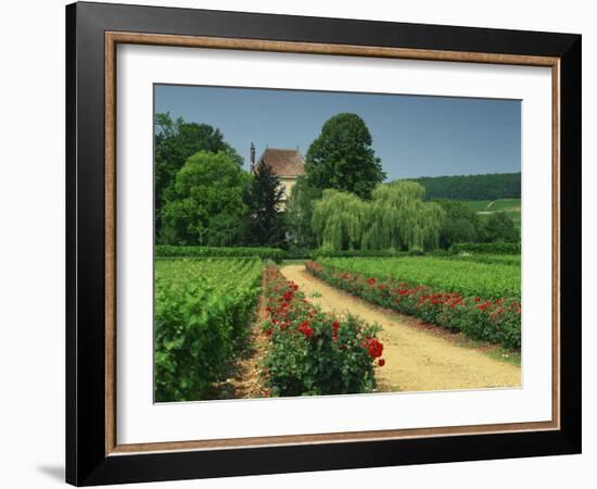 Roses and Vines in Vineyard Near Beaune, Cotes De Beaune, Burgundy, France, Europe-Michael Busselle-Framed Photographic Print