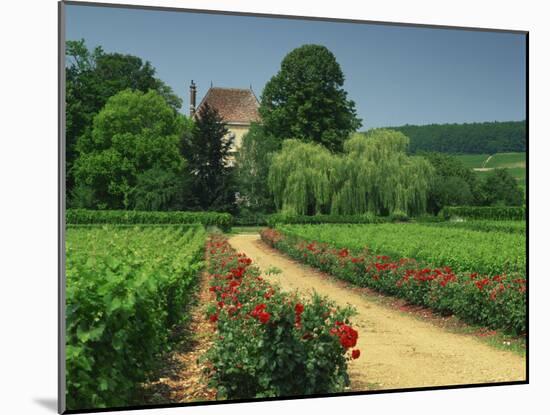 Roses and Vines in Vineyard Near Beaune, Cotes De Beaune, Burgundy, France, Europe-Michael Busselle-Mounted Photographic Print