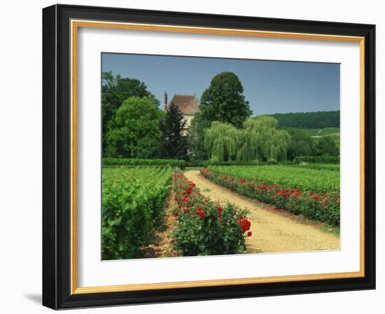 Roses and Vines in Vineyard Near Beaune, Cotes De Beaune, Burgundy, France, Europe-Michael Busselle-Framed Photographic Print