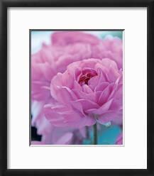 Roses Anglaises-Friis Larsen-Framed Art Print displayed on a wall