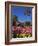 Roses, Central Courtyard, Mission San Juan Capistrano, Orange County, California, USA-Richard Cummins-Framed Photographic Print