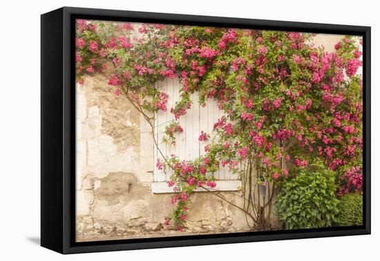 Roses Cover a House in the Village of Chedigny, Indre-Et-Loire, Centre, France, Europe-Julian Elliott-Framed Premier Image Canvas