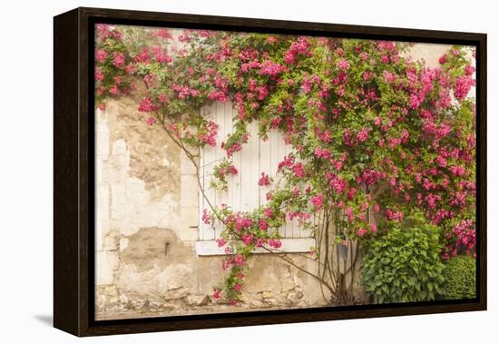 Roses Cover a House in the Village of Chedigny, Indre-Et-Loire, Centre, France, Europe-Julian Elliott-Framed Premier Image Canvas