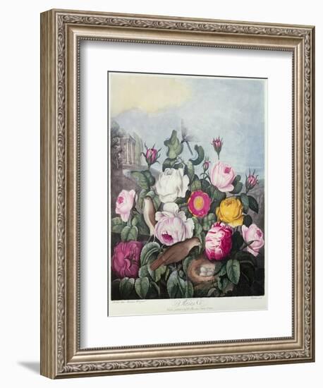 Roses, Engraved by Earlom, from 'The Temple of Flora', by Robert Thornton, Pub. 1805-Robert John Thornton-Framed Giclee Print