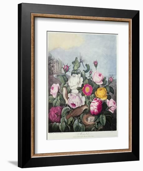 Roses, Engraved by Earlom, from 'The Temple of Flora', by Robert Thornton, Pub. 1805-Robert John Thornton-Framed Giclee Print