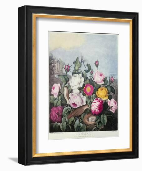 Roses, Engraved by Earlom, from 'The Temple of Flora', by Robert Thornton, Pub. 1805-Robert John Thornton-Framed Giclee Print