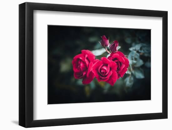 Roses for You-Philippe Sainte-Laudy-Framed Photographic Print