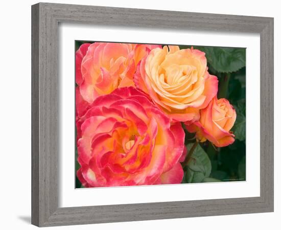 Roses Growing in the Rose Test Garden in Washington Park, Portland, Oregon, USA-Janis Miglavs-Framed Photographic Print