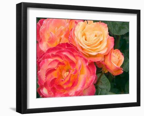 Roses Growing in the Rose Test Garden in Washington Park, Portland, Oregon, USA-Janis Miglavs-Framed Photographic Print