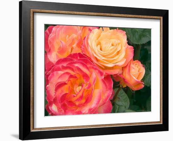 Roses Growing in the Rose Test Garden in Washington Park, Portland, Oregon, USA-Janis Miglavs-Framed Photographic Print