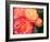 Roses Growing in the Rose Test Garden in Washington Park, Portland, Oregon, USA-Janis Miglavs-Framed Photographic Print