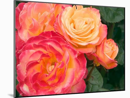 Roses Growing in the Rose Test Garden in Washington Park, Portland, Oregon, USA-Janis Miglavs-Mounted Photographic Print