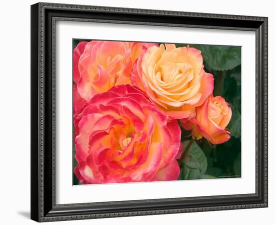 Roses Growing in the Rose Test Garden in Washington Park, Portland, Oregon, USA-Janis Miglavs-Framed Photographic Print