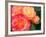 Roses Growing in the Rose Test Garden in Washington Park, Portland, Oregon, USA-Janis Miglavs-Framed Photographic Print