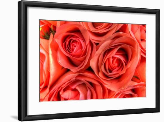 Roses in a Bunch-Robert Goldwitz-Framed Photographic Print