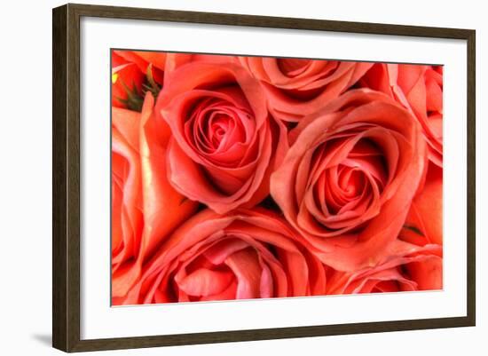 Roses in a Bunch-Robert Goldwitz-Framed Photographic Print