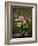 Roses in a Glass Vase-Albert Williams-Framed Premium Giclee Print