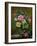 Roses in a Glass Vase-Albert Williams-Framed Premium Giclee Print