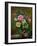 Roses in a Glass Vase-Albert Williams-Framed Premium Giclee Print